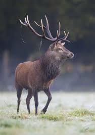 Argentina Red Deer Hunt