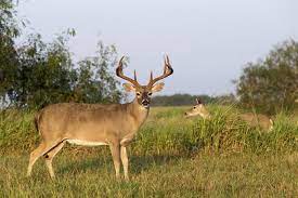 Bucket List Outfitters Texas Hunts